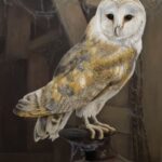 Robert Heinrich Art