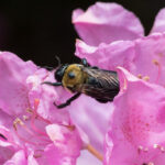 bumblebee on pink flowers macro photograph