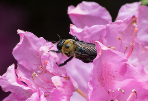 bumblebee on pink flowers macro photograph