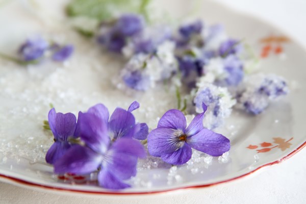 Candied Violets