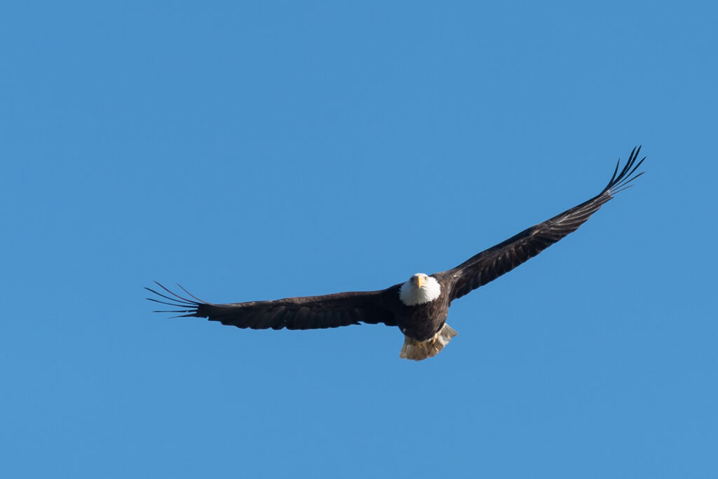 Soaring Eagle by Bob Haefner