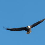 Soaring Eagle by Bob Haefner