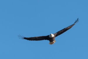 Soaring Eagle by Bob Haefner