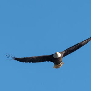 Soaring Eagle by Bob Haefner